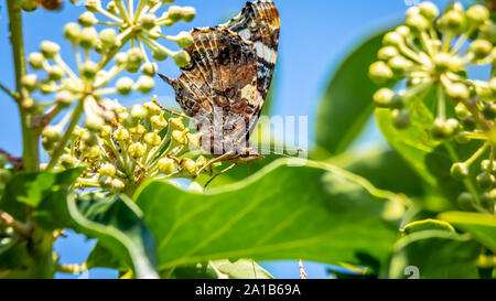 Red Admiral butterly, Vanessa Atlanta, with closed wings feeding on ivy flower Stock Photo