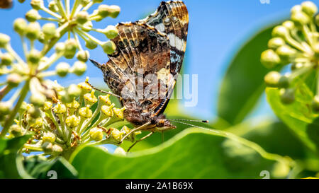 Red Admiral butterly, Vanessa Atlanta, with closed wings feeding on ivy flower Stock Photo