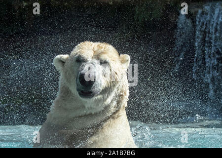 Polar bear (Ursus maritimus / Thalarctos maritimus) swimming and shaking head dry by shaking off water droplets in zoo Stock Photo