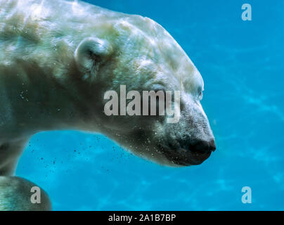 Polar bear (Ursus maritimus / Thalarctos maritimus) swimming underwater Stock Photo