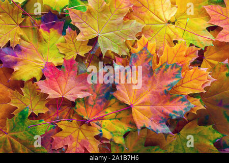 Autumn background with colorful  leaves. Fallen Maple leaves. Stock Photo