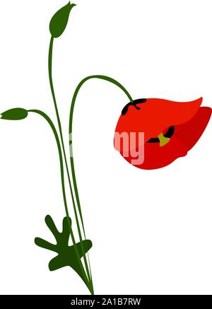 Poppy flower, illustration, vector on white background. Stock Vector