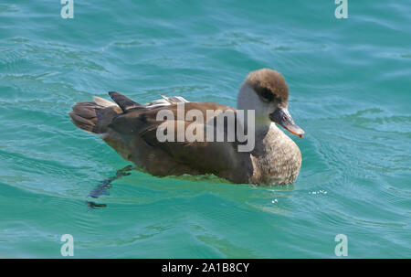 RED-CRESTED POCHARD Netta rufina (male in winter plumage) Photo: Tony Gale Stock Photo