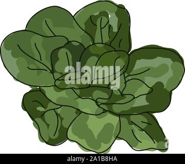 spinach green leaf set sketch hand drawn vector Stock Vector Image ...