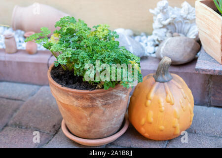 green plant in a pot with a pumpkin Stock Photo
