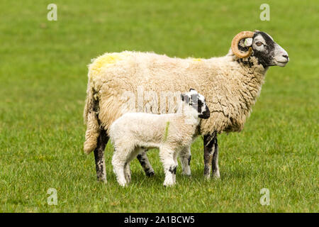 Swaledale ewe with single lamb at foot.  Facing right in green pasture.  Swaledale sheep are native to  North Yorkshire, England. Landscape. Copyspace Stock Photo