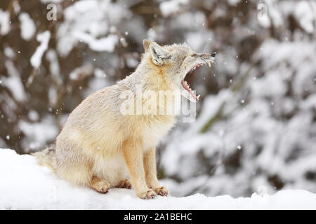 Corsac fox is sitting on white snow. Animals in wildlife. Animal with fluffy and warm fur. Stock Photo