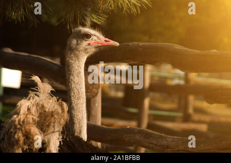 Ostrich on an ostrich farm in sunlight Stock Photo