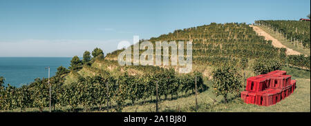 Vineyard on a hill in front of the sea. Fiornzuola di Focara, Pesaro-Urbino  province,  Marche, Italy.