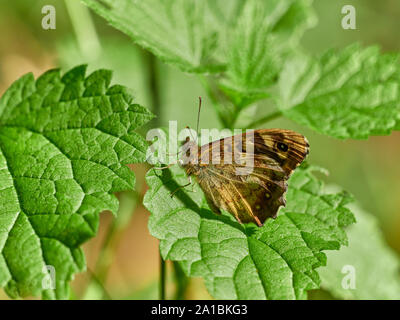 Large Heath (Coenonympha Tullia) butterfly sat on a green leaf with its wings closed during a sunny day in the UK Stock Photo