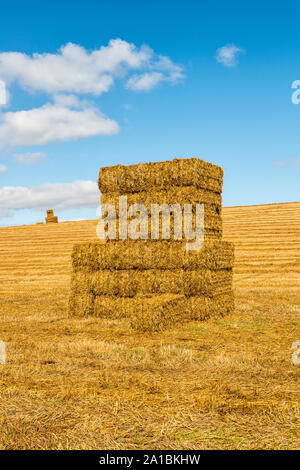 After harvest. Square straw bales stacked in a stubble field in the Gloucestershire countryside, UK Stock Photo