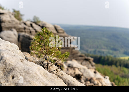 Elbe Sandstone Mountains - A small conifer grows out of a crevice, rock formation in the background, main motive in the focus area, isolated against a Stock Photo