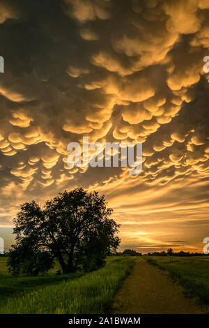 Beautiful mammatus clouds at the back of a severe thunderstorm during sunset over the countryside of Nebraska Stock Photo