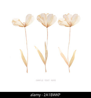 Pressed and dried tulips flower on a white background. For use in scrapbooking Stock Photo