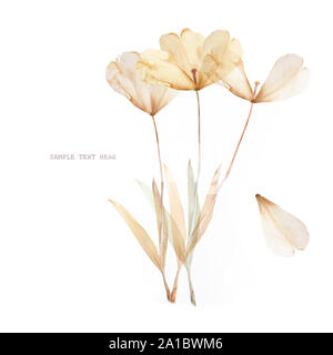 Pressed and dried tulips flower bouquet on a white background. For use in scrapbooking Stock Photo