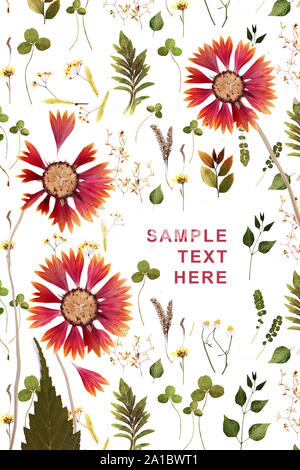 Pressed and dried summer rred flowers with plants on a white Stock Photo