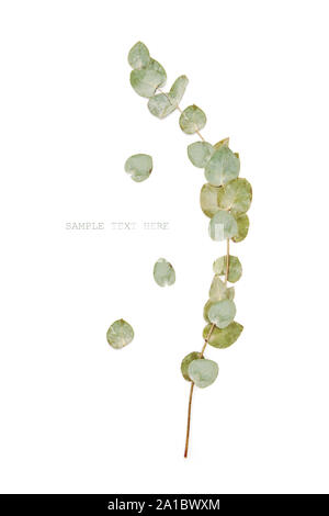 Green eucalyptus branches leaves on a white Stock Photo