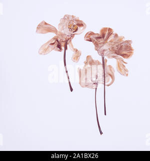 Pressed and dried tulips flower on a white background. For use in scrapbooking Stock Photo