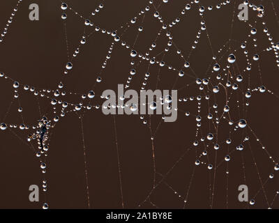 Dew covered spiders web in reeds Cley Norfolk Stock Photo