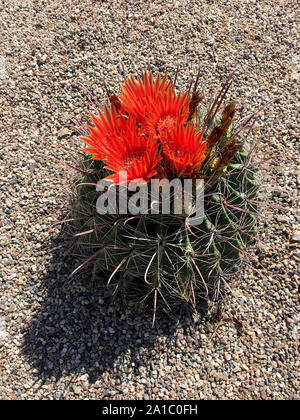 Fishhook barrel cacti in bloom with bright red flowers in Tucson AZ Stock Photo