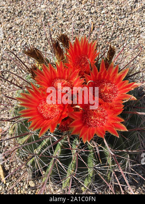 Fishhook barrel cacti in bloom with bright red flowers in Tucson AZ Stock Photo