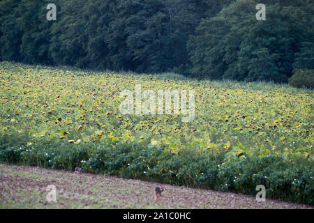 Common sunflower field in Rajhrad, Czech Republic. August 16th 2019 © Wojciech Strozyk / Alamy Stock Photo Stock Photo