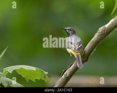 Grey Wagtail Motacilla cinerea male in spring Thetford Norfolk Stock Photo