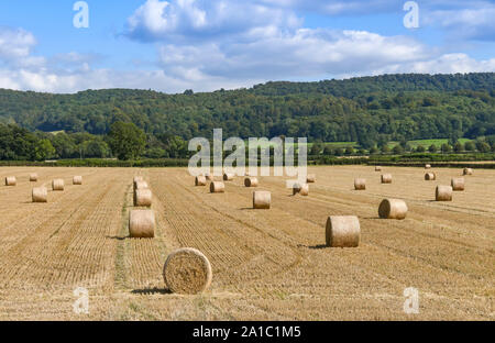 Large round bales of hay scattered over a field in bright sunny weather on a summer day. Stock Photo