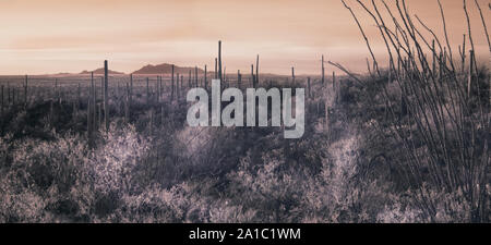 An infrared shot of saguaro cacti and distant mountains are seen in an Arizona desert western landscape. Stock Photo