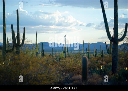 Giant saguaro cacti are seen in a Sonoran desert landscape in late afternoon sun. Stock Photo