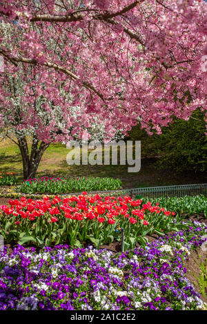 Tulip Top Gardens in Spring, Canberra, ACT, Australia. Stock Photo