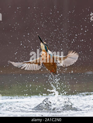 Common Kingfisher  Alcedo atthis diving for fish Worcestershire Stock Photo