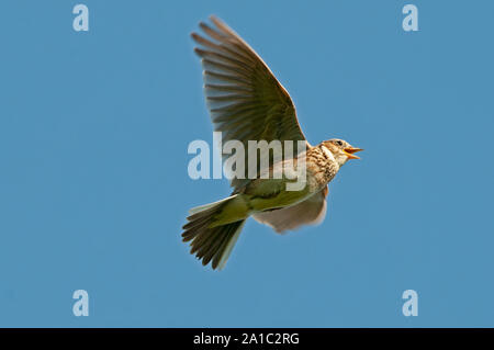 Eurasian Skylark Alauda arvensis in song flight Norfolk spring Stock Photo