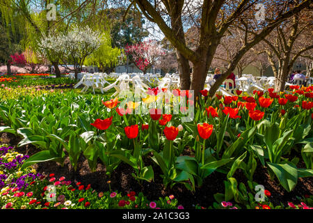 Tulip Top Gardens in Spring, Canberra, ACT, Australia. Stock Photo