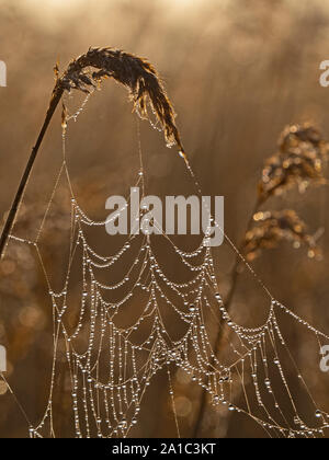 Dew covered spiders web in reeds Cley Norfolk Stock Photo
