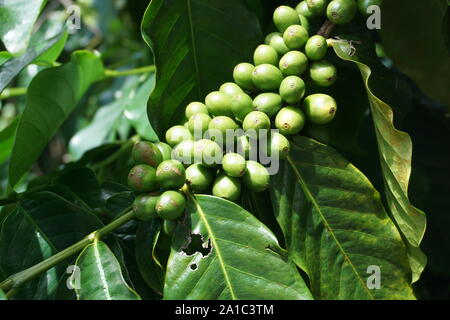 Kona Coffee cherries ripening on the vine. Kona Coffee is a world-renowned coffee that is exclusively grown on the Big Island. Stock Photo