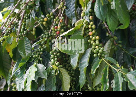 Kona Coffee cherries ripening on the vine. Kona Coffee is a world-renowned coffee that is exclusively grown on the Big Island. Stock Photo