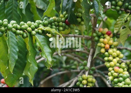 Kona Coffee cherries ripening on the vine. Kona Coffee is a world-renowned coffee that is exclusively grown on the Big Island. Stock Photo