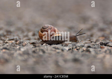 Snail on path Stock Photo