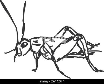 Bug sketch, illustration, vector on white background. Stock Vector