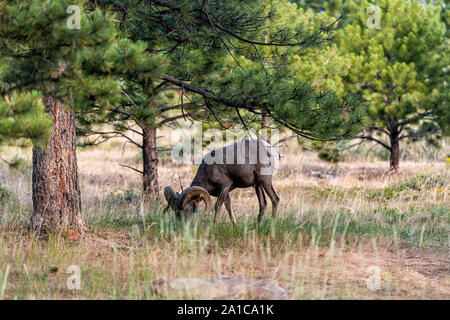 Canyon Rim Trail and one animal in Flaming Gorge Utah National Park with bighorn sheep grazing under tree Stock Photo