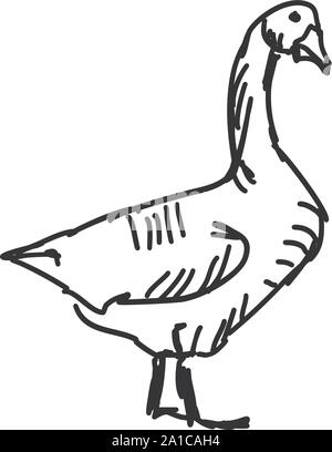 Goose drawing, illustration, vector on white background. Stock Vector