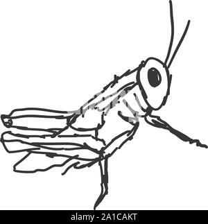 Grasshoper drawing, illustration, vector on white background. Stock Vector