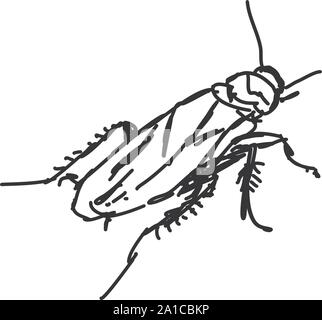 Bug sketch, illustration, vector on white background. Stock Vector