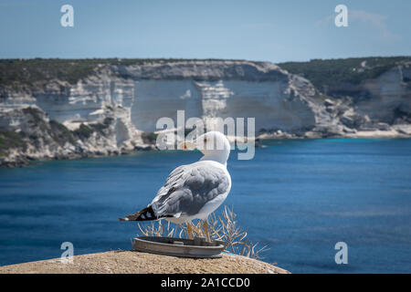 Seagull close-up on a stone. In the background the sea and rocks Stock Photo