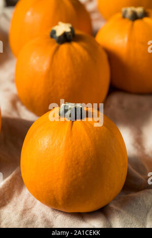 Raw Organic Mini Orange Pumpkins for Decorations Stock Photo