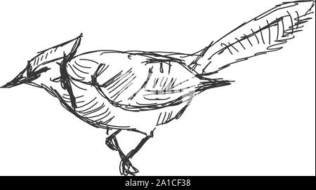 Jay bird, illustration, vector on white background. Stock Vector