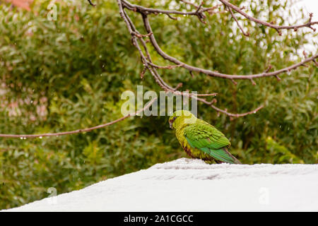 Colorful green Austral Parakeet perched on the snowy roof Stock Photo