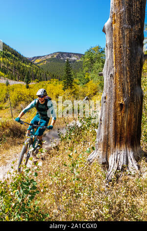 Mountain bikers descend Silver Creek Trail from the Monarch Crest Trail, along the Continental Divide in Colorado, riding in a fund raiser for the All Stock Photo