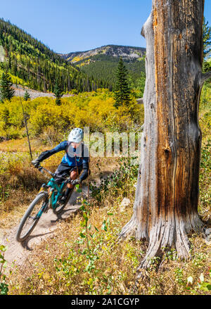 Mountain bikers descend Silver Creek Trail from the Monarch Crest Trail, along the Continental Divide in Colorado, riding in a fund raiser for the All Stock Photo